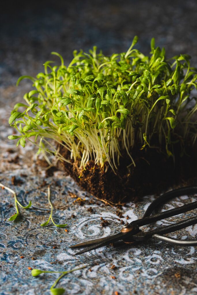 Fotografia kulinarna zioła: świeża rzeżucha, profesjonalna sesja żywności organicznej